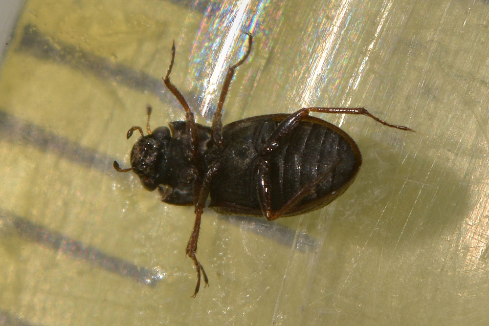 Helophoridae:  Helophorus sp.